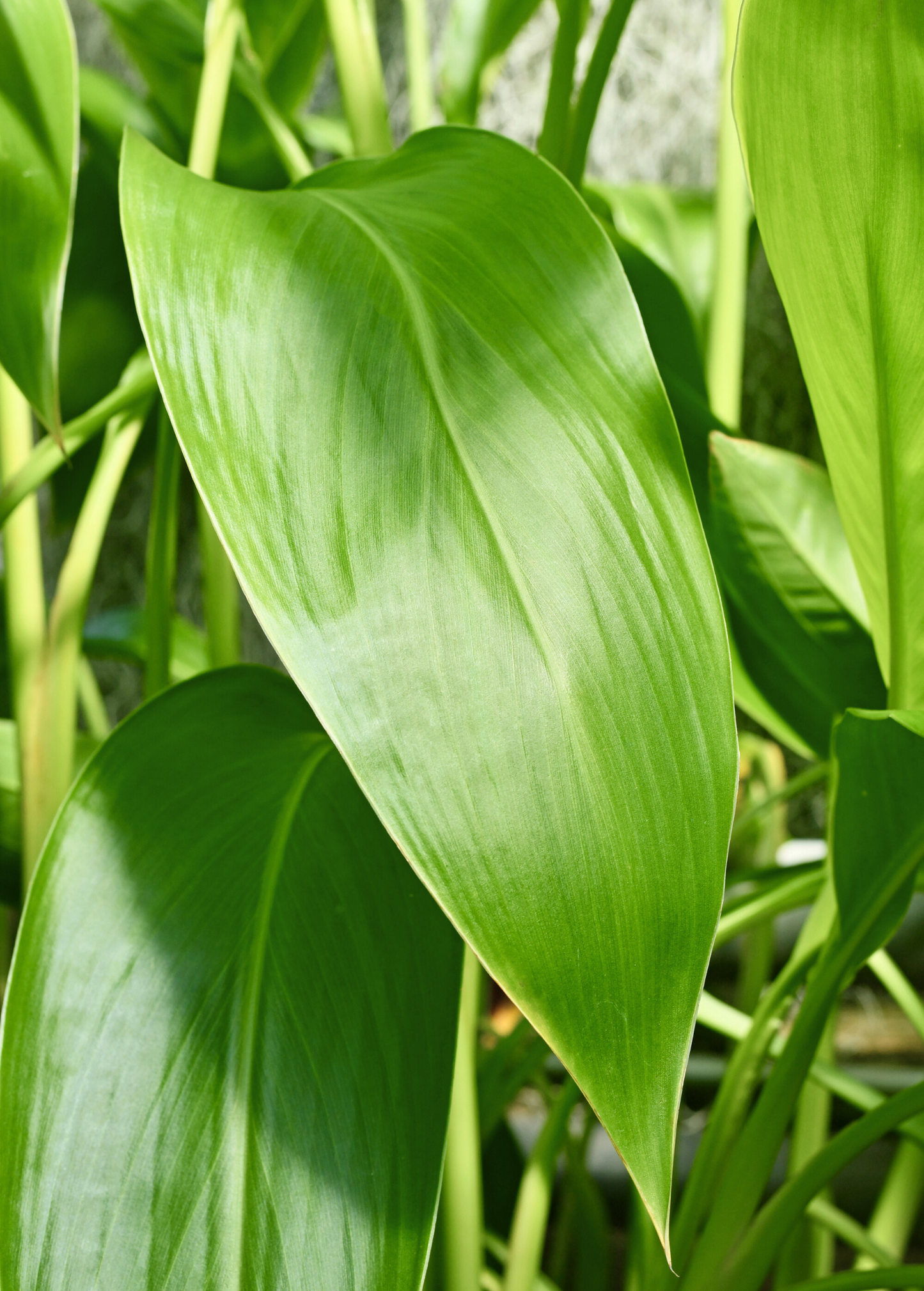 Golden Canna (Canna flaccida) - Tampa Home & Garden Store