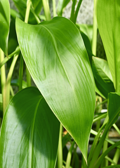 Golden Canna (Canna flaccida) - Tampa Home & Garden Store