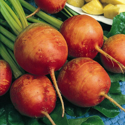 Golden Detroit Beet Seeds (Organic) - Tampa Home & Garden Store