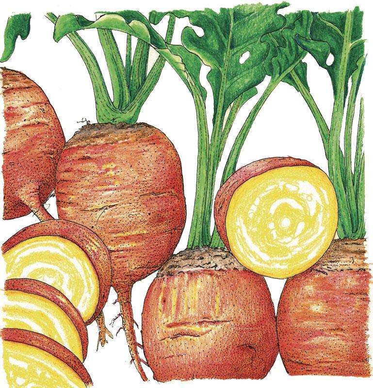 Golden Detroit Beet Seeds (Organic) - Tampa Home & Garden Store
