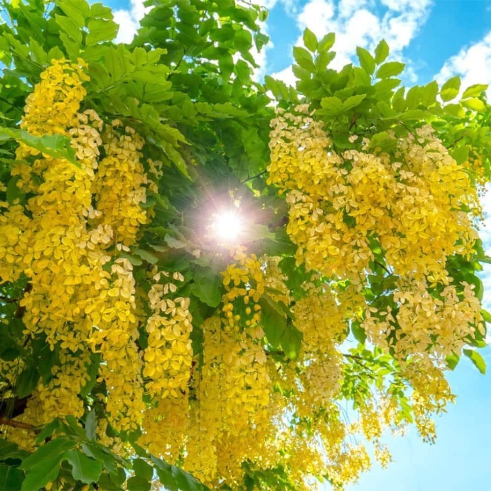 Golden Shower Tree - 10 Seeds - Purging Cassia Fistula Indian Laburnum Pudding-Pipe Tree - Tampa Home & Garden Store