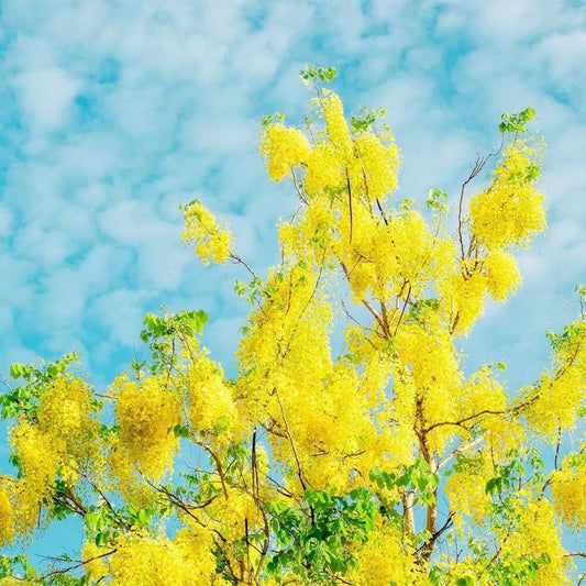 Golden Shower Tree - 10 Seeds - Purging Cassia Fistula Indian Laburnum Pudding-Pipe Tree - Tampa Home & Garden Store