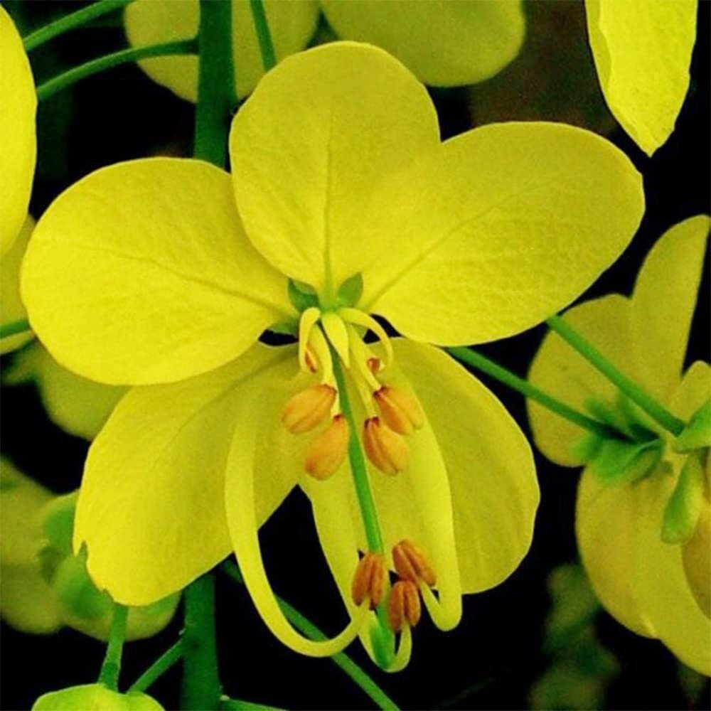 Golden Shower Tree - 10 Seeds - Purging Cassia Fistula Indian Laburnum Pudding-Pipe Tree - Tampa Home & Garden Store
