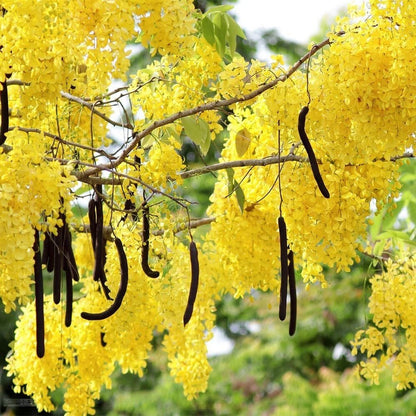 Golden Shower Tree - 10 Seeds - Purging Cassia Fistula Indian Laburnum Pudding-Pipe Tree - Tampa Home & Garden Store