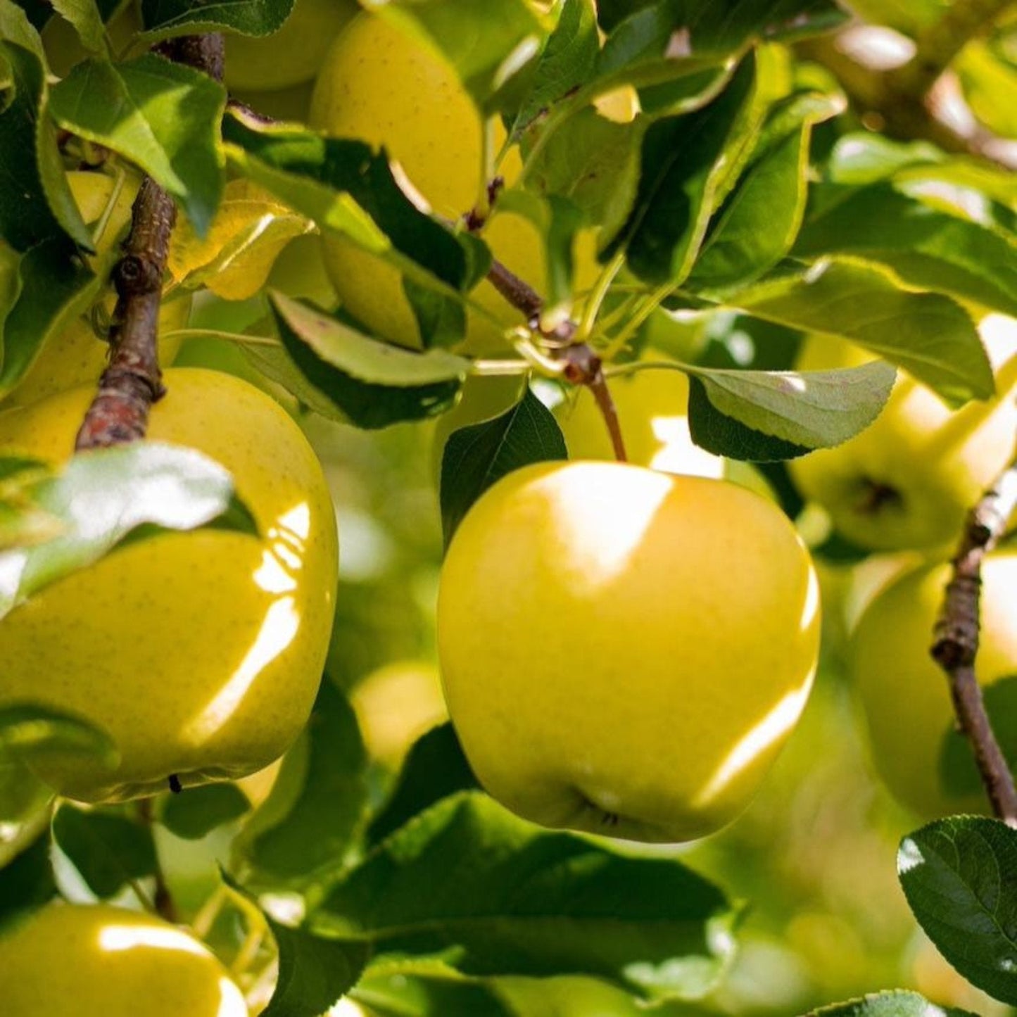 Golden Treat Apple Tree plant with yellow fruit on green leaves on Tampa Home & Garden Store
