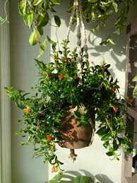 Goldfish Plant - Tampa Home & Garden Store