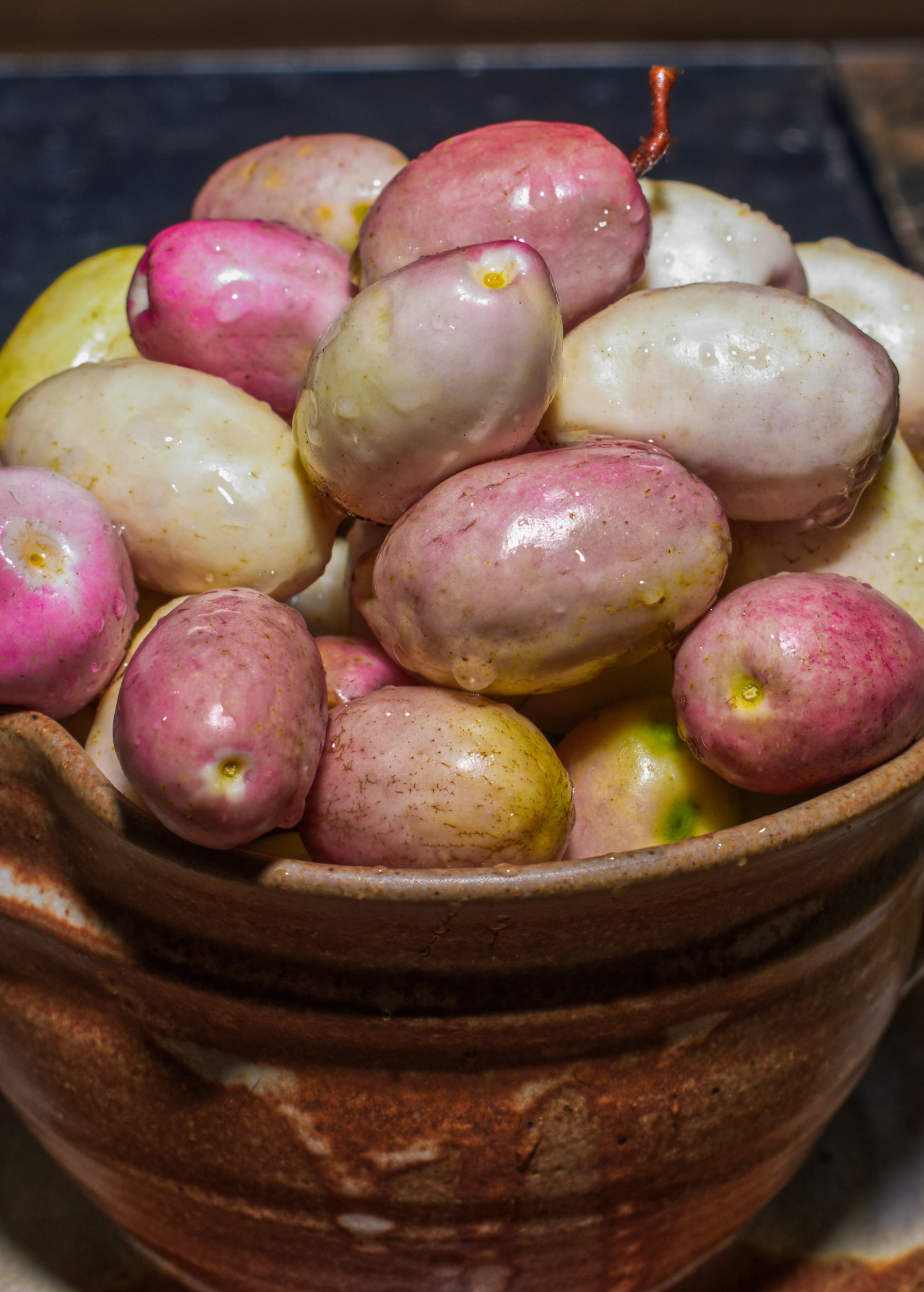 Gopher Apple (Geobalanus oblongifolius) - Tampa Home & Garden Store