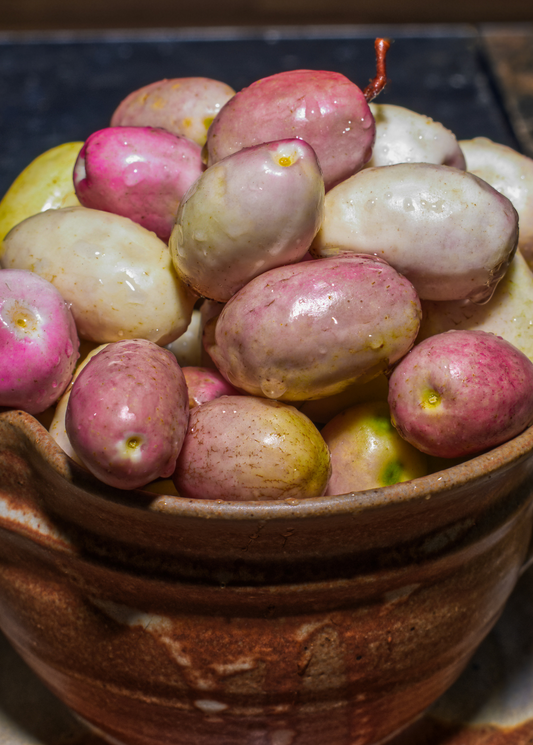 Gopher Apple (Geobalanus oblongifolius) - Tampa Home & Garden Store