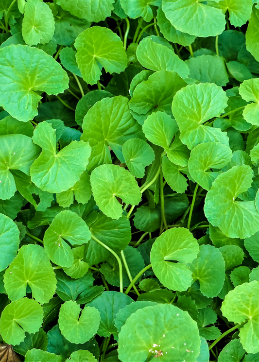 Gotu Kola herb leaves, round green groundcover, Sow Exotic, Landscaping & Garden Plants on Tampa Home & Garden Store