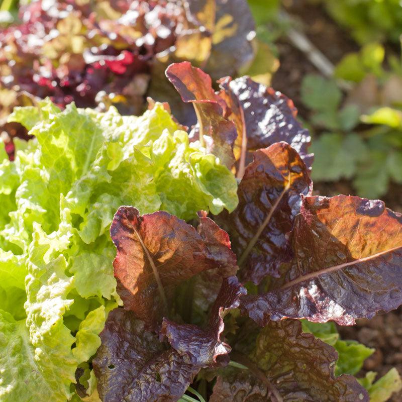 Gourmet Mix Lettuce Seeds (Organic) - Tampa Home & Garden Store