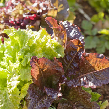 Gourmet Mix Lettuce Seeds (Organic) - Tampa Home & Garden Store