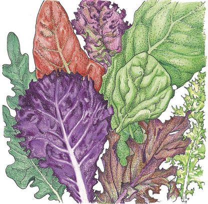 Gourmet Mix Lettuce Seeds (Organic) - Tampa Home & Garden Store
