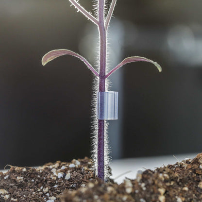 Grafting Clips with Channel - Tampa Home & Garden Store