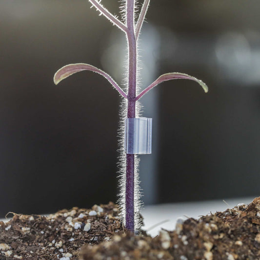 Grafting Clips with Channel - Tampa Home & Garden Store