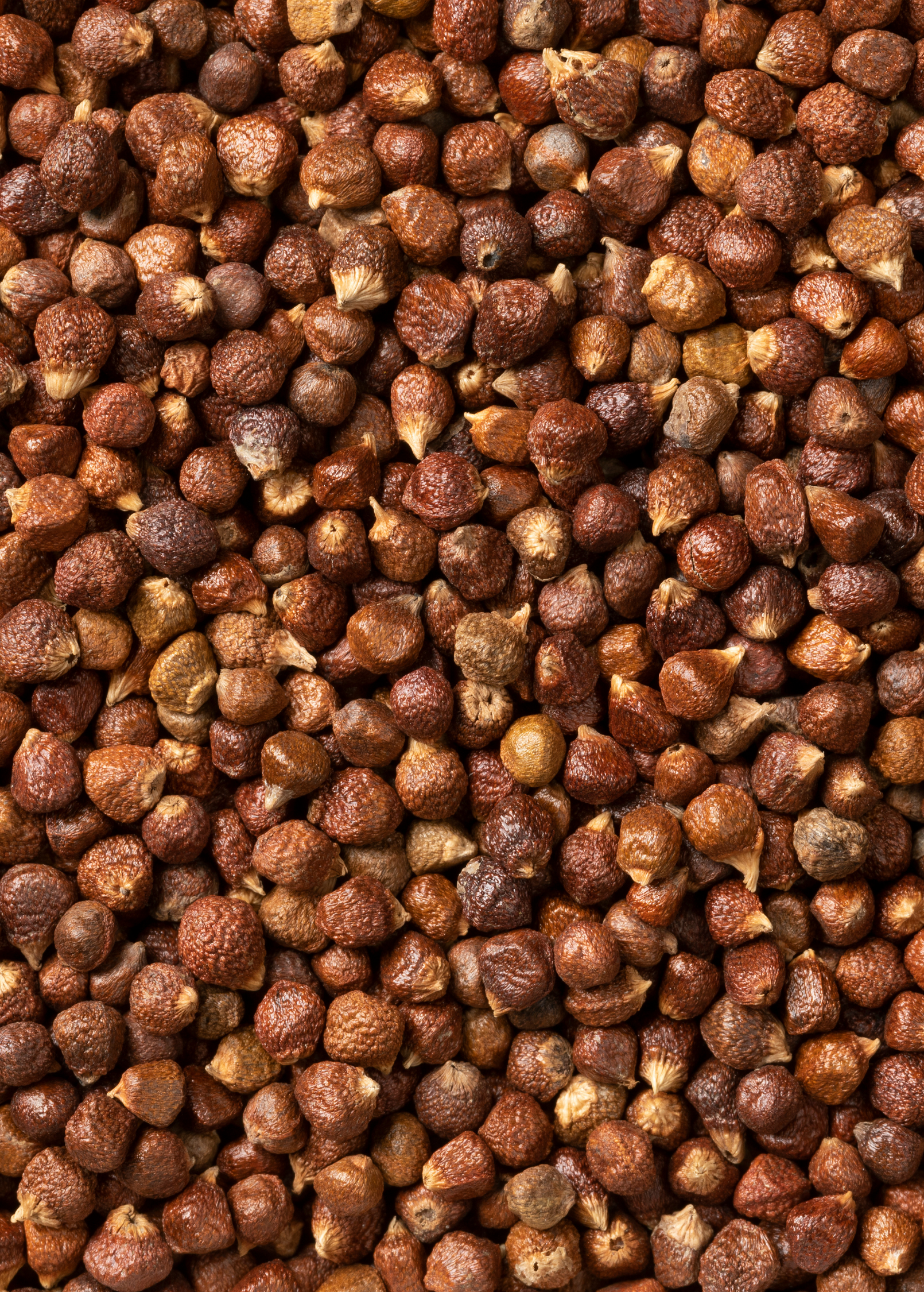 Grains of Paradise (Aframomum melegueta) - Tampa Home & Garden Store