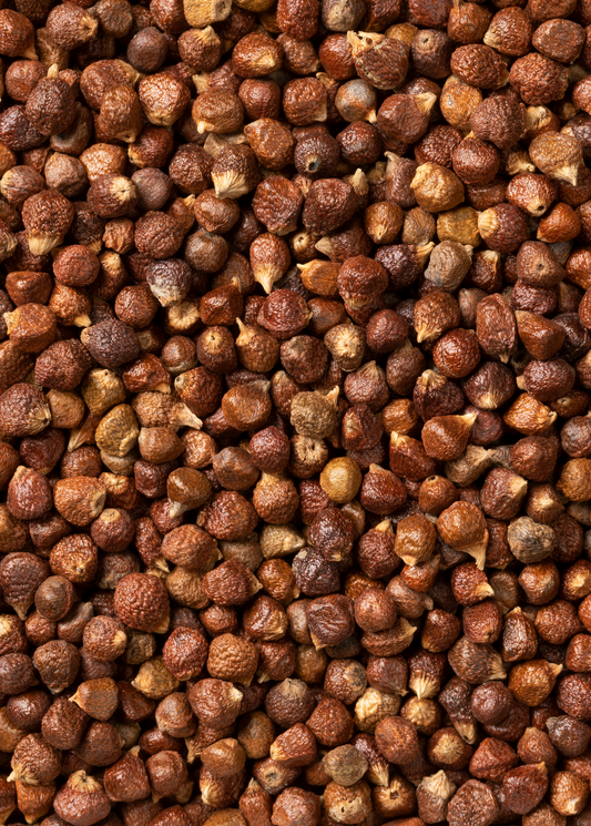 Grains of Paradise (Aframomum melegueta) - Tampa Home & Garden Store