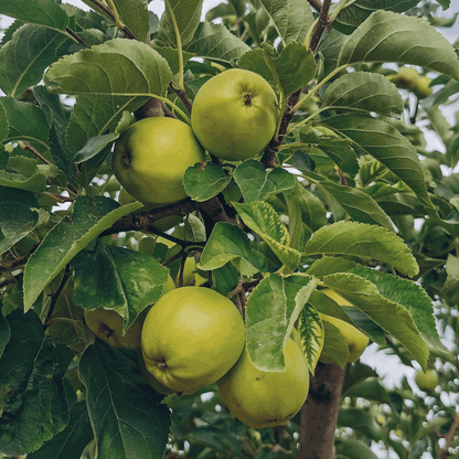 Granny Smith Apple Tree plant with several green apples on leafy branches on Tampa Home & Garden Store