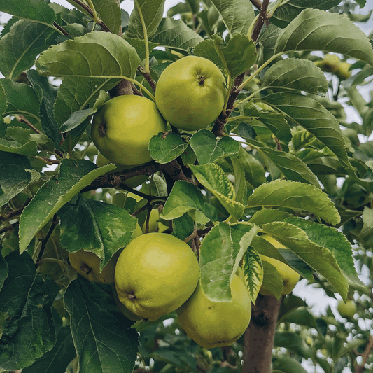 Granny Smith Apple Tree plant with several green apples on leafy branches on Tampa Home & Garden Store