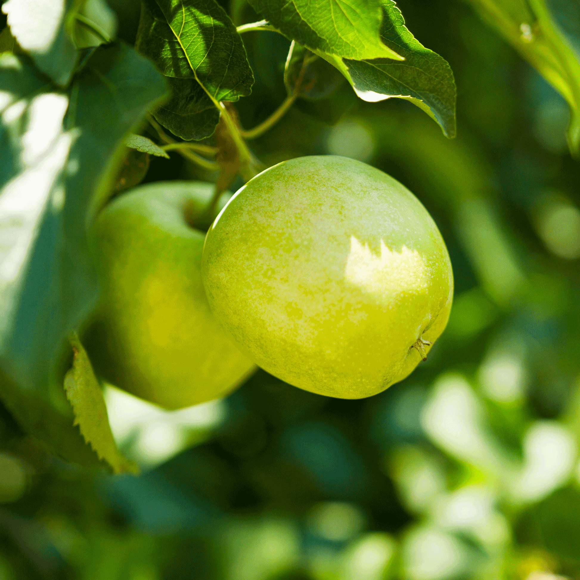 Granny Smith Apple Tree plant with green apples among lush leaves Live Good Logistics on Tampa Home & Garden Store
