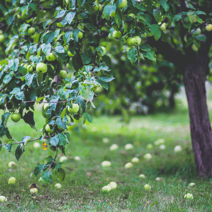 Granny Smith apple tree plant with lush green apples on leafy branches, Live Good Logistics on Tampa Home & Garden Store
