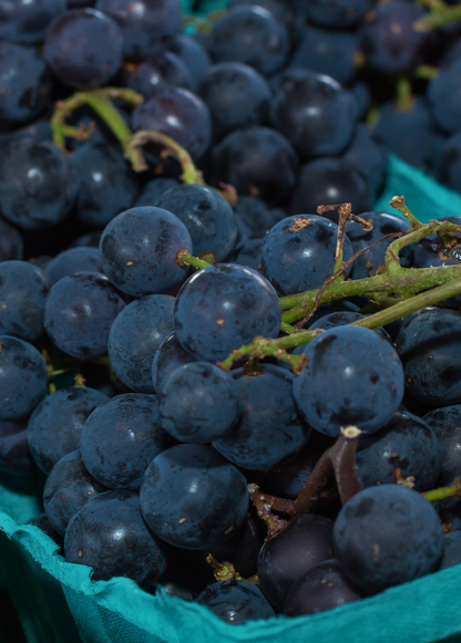 Grape 'Southern Home' (Vitis rotundifolia x Vitis vinifera) - Tampa Home & Garden Store