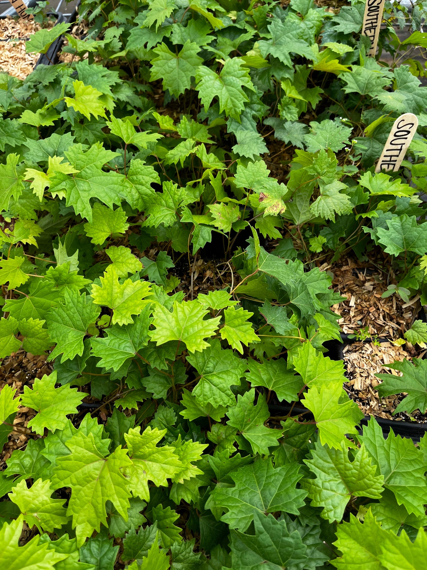 Grape 'Southern Home' (Vitis rotundifolia x Vitis vinifera) - Tampa Home & Garden Store