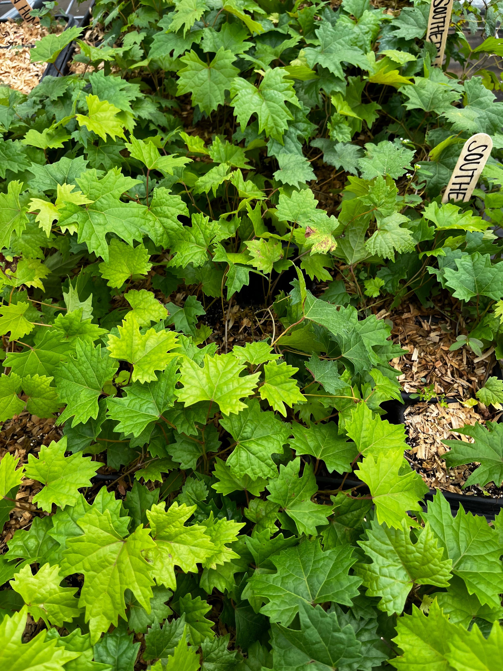 Grape 'Southern Home' (Vitis rotundifolia x Vitis vinifera) - Tampa Home & Garden Store