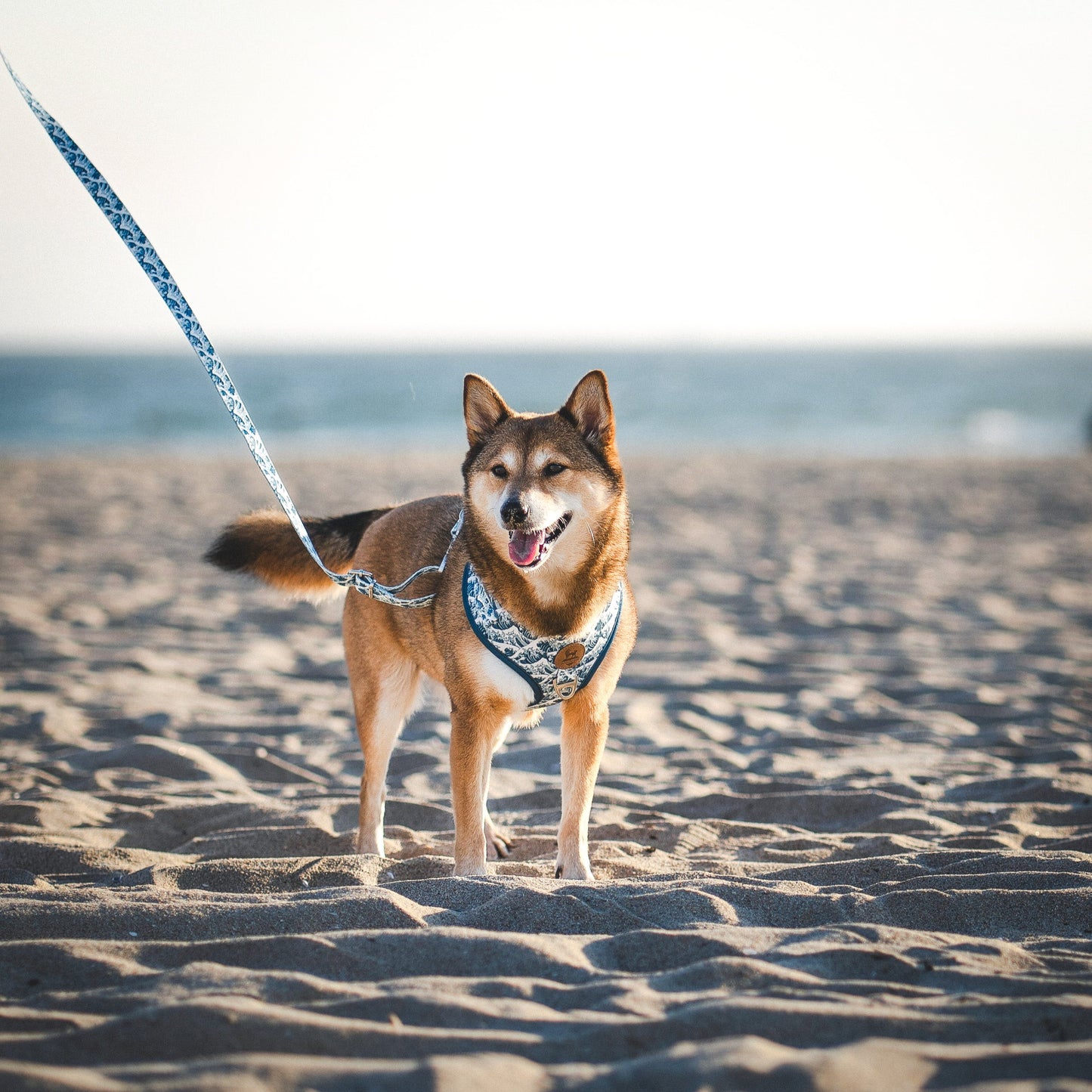 Great Wave Leash - Tampa Home & Garden Store