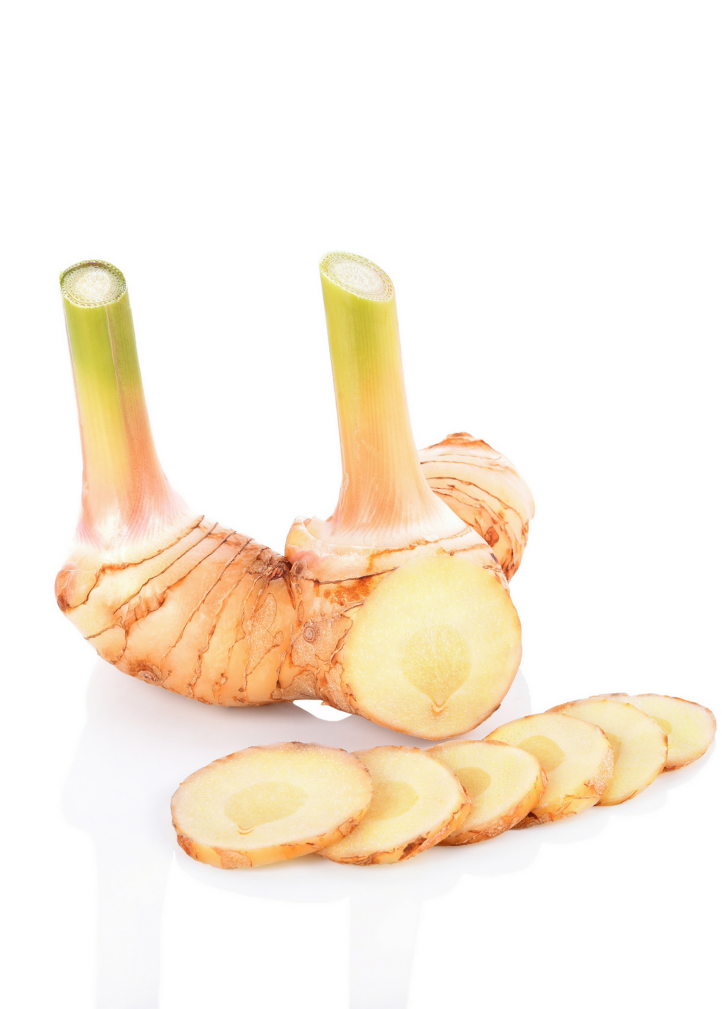 Greater Galangal (Alpinia galanga) - Tampa Home & Garden Store