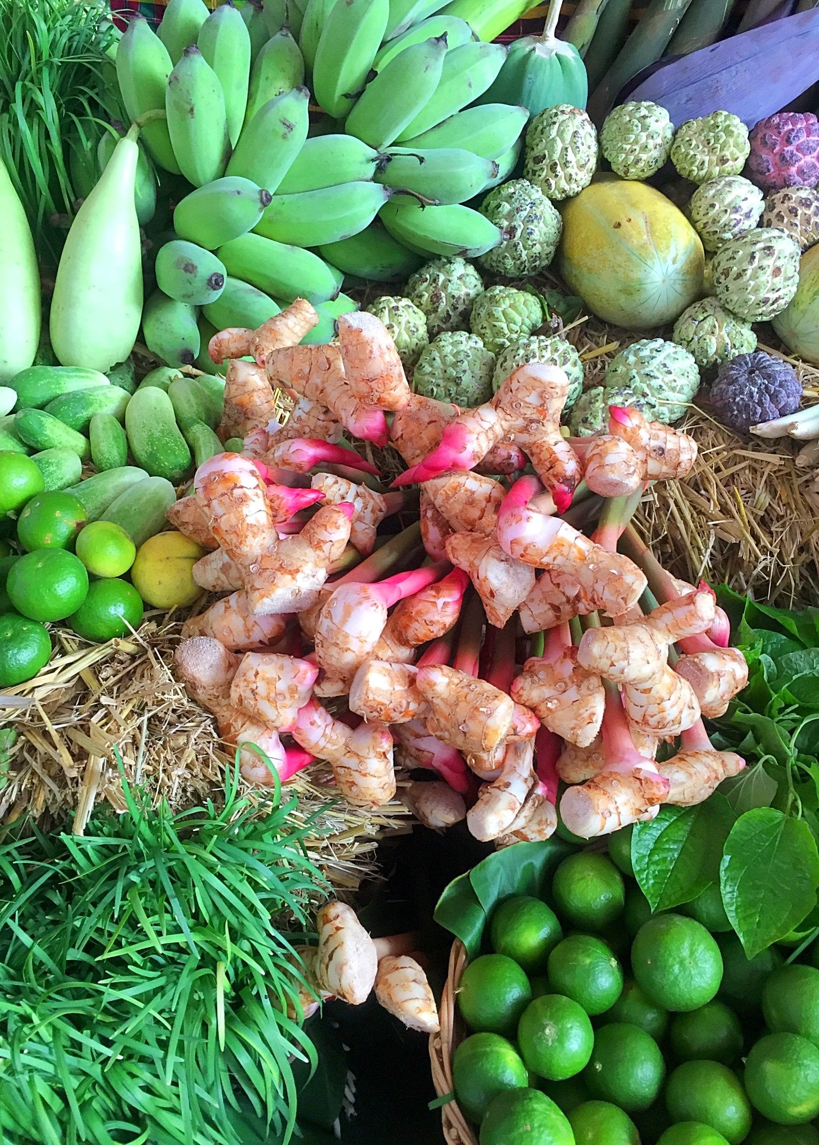 Greater Galangal (Alpinia galanga) - Tampa Home & Garden Store