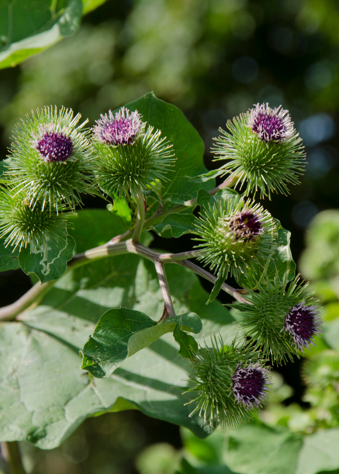Bardana mayor (Arctium lappa)