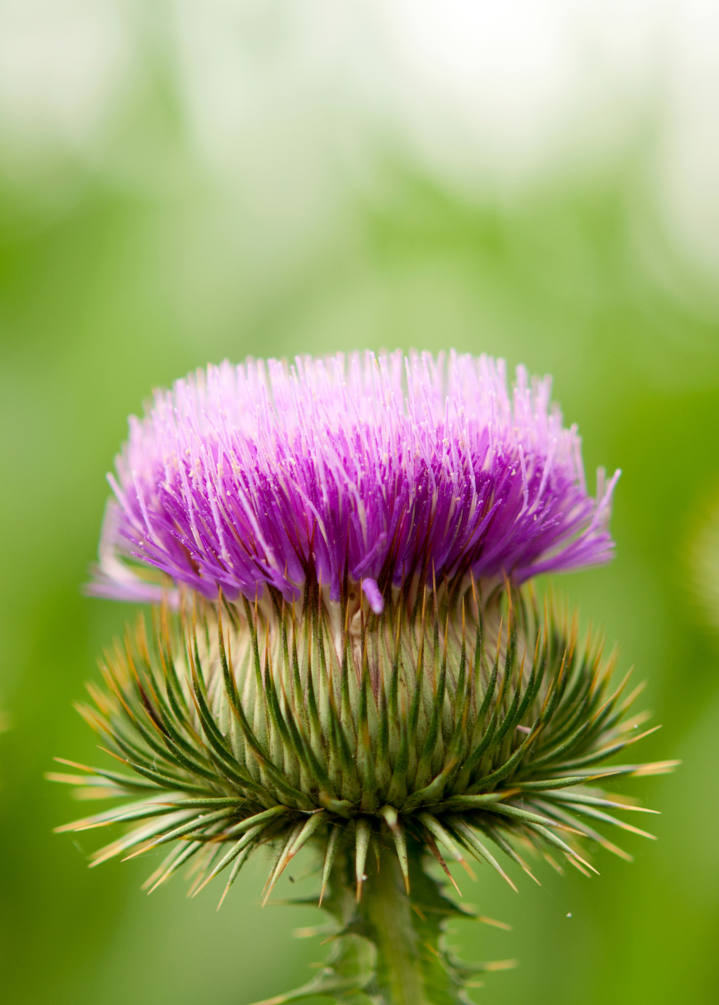 Bardana mayor (Arctium lappa)