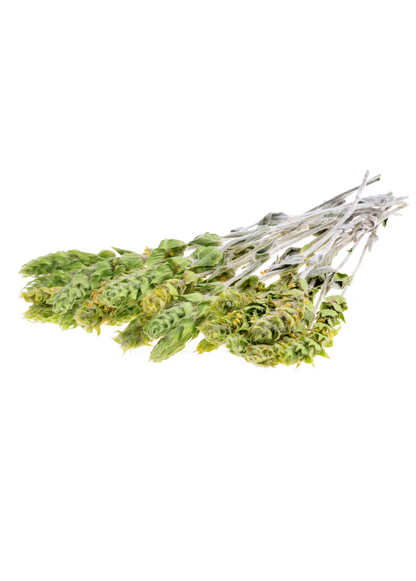 Greek Mountain Tea (Sideritis scardica) - Tampa Home & Garden Store