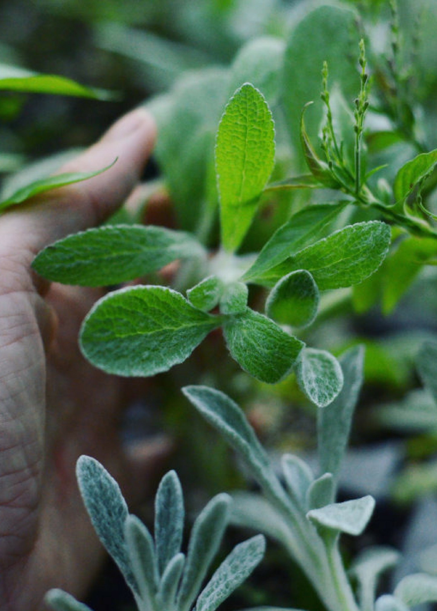 Greek Mountain Tea (Sideritis scardica) - Tampa Home & Garden Store