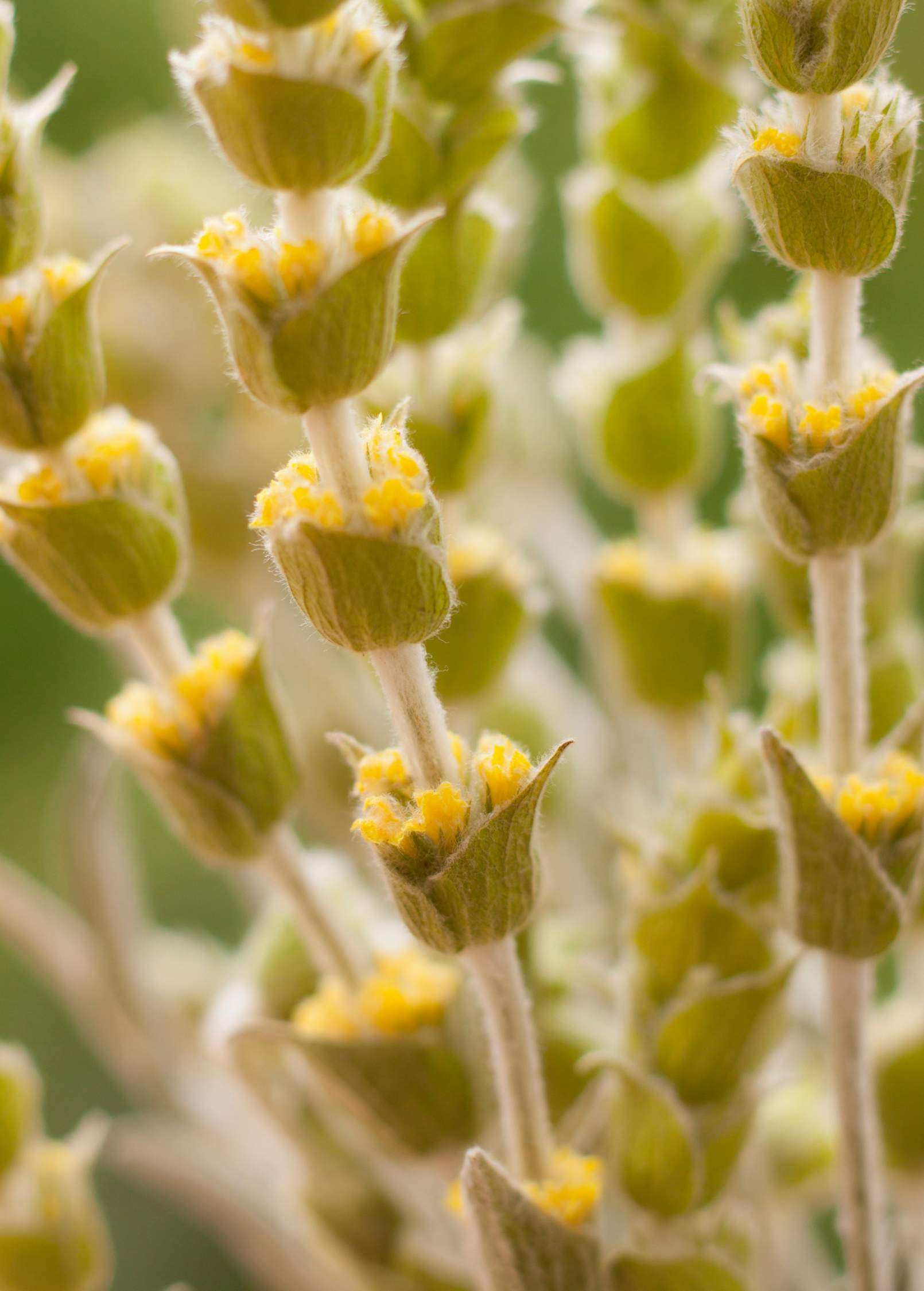 Greek Mountain Tea (Sideritis scardica) - Tampa Home & Garden Store