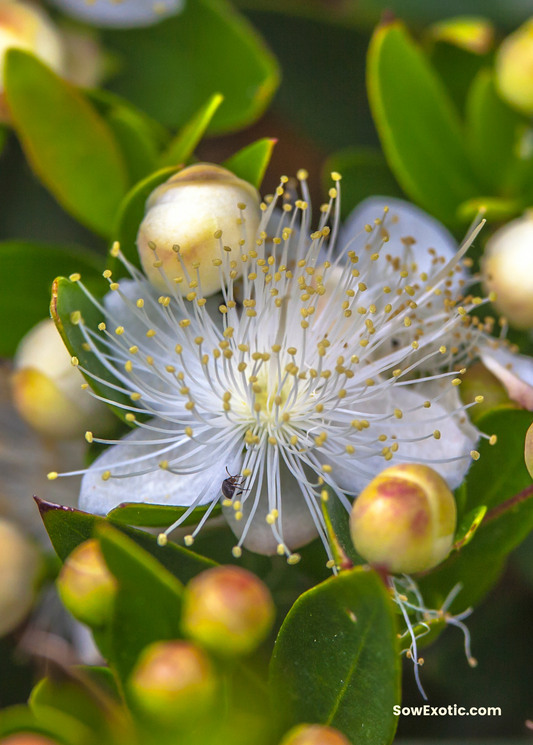 Greek Myrtle (Myrtus communis) - Tampa Home & Garden Store