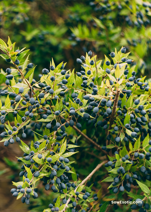 Greek Myrtle (Myrtus communis) - Tampa Home & Garden Store