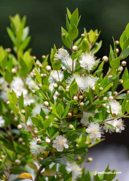 Greek Myrtle (Myrtus communis) - Tampa Home & Garden Store