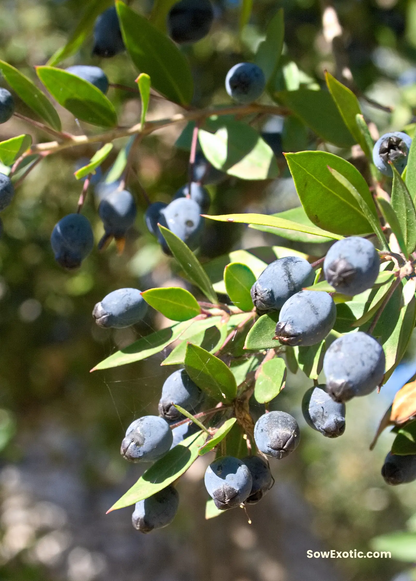 Greek Myrtle (Myrtus communis) - Tampa Home & Garden Store