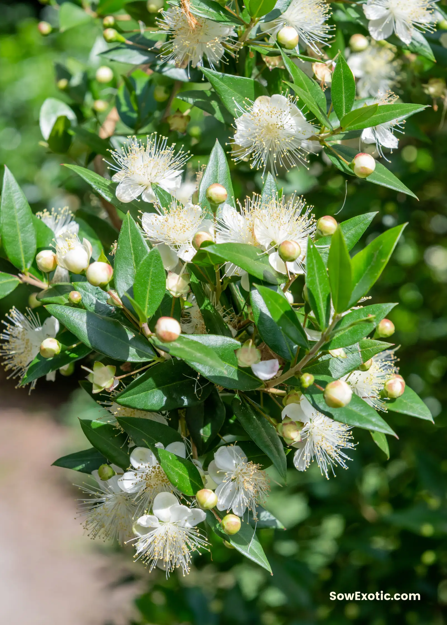 Greek Myrtle (Myrtus communis) - Tampa Home & Garden Store