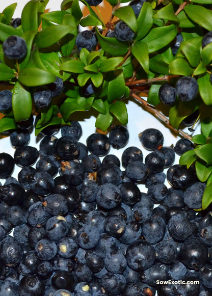 Greek Myrtle (Myrtus communis) - Tampa Home & Garden Store