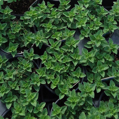 Greek Oregano Seeds (Organic) - Tampa Home & Garden Store