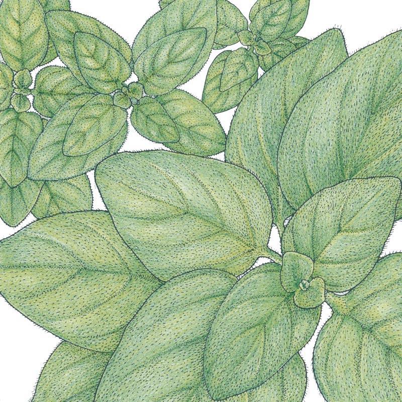 Greek Oregano Seeds (Organic) - Tampa Home & Garden Store