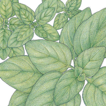 Greek Oregano Seeds (Organic) - Tampa Home & Garden Store