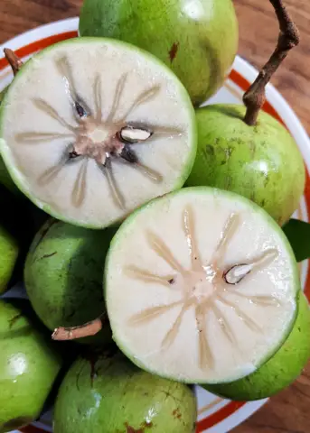Green Caimito fruit from Sow Exotic with sliced interior showing star seeds on Tampa Home & Garden Store