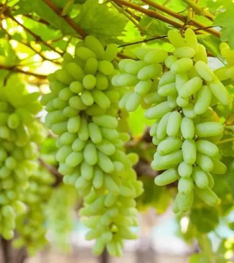 Green Finger Grape Heirloom Seeds - Vitus Vinifera - Non GMO - Tasty Sweet Fruit - Tampa Home & Garden Store