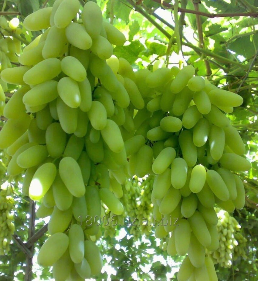 Green Finger Grape Heirloom Seeds - Vitus Vinifera - Non GMO - Tasty Sweet Fruit - Tampa Home & Garden Store