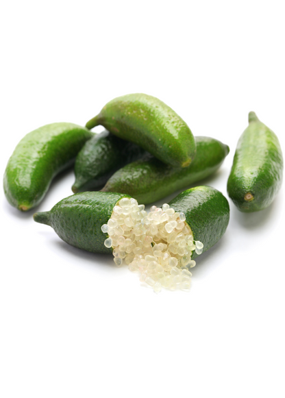 Green Finger Lime Tree (Citrus australasica) - Tampa Home & Garden Store