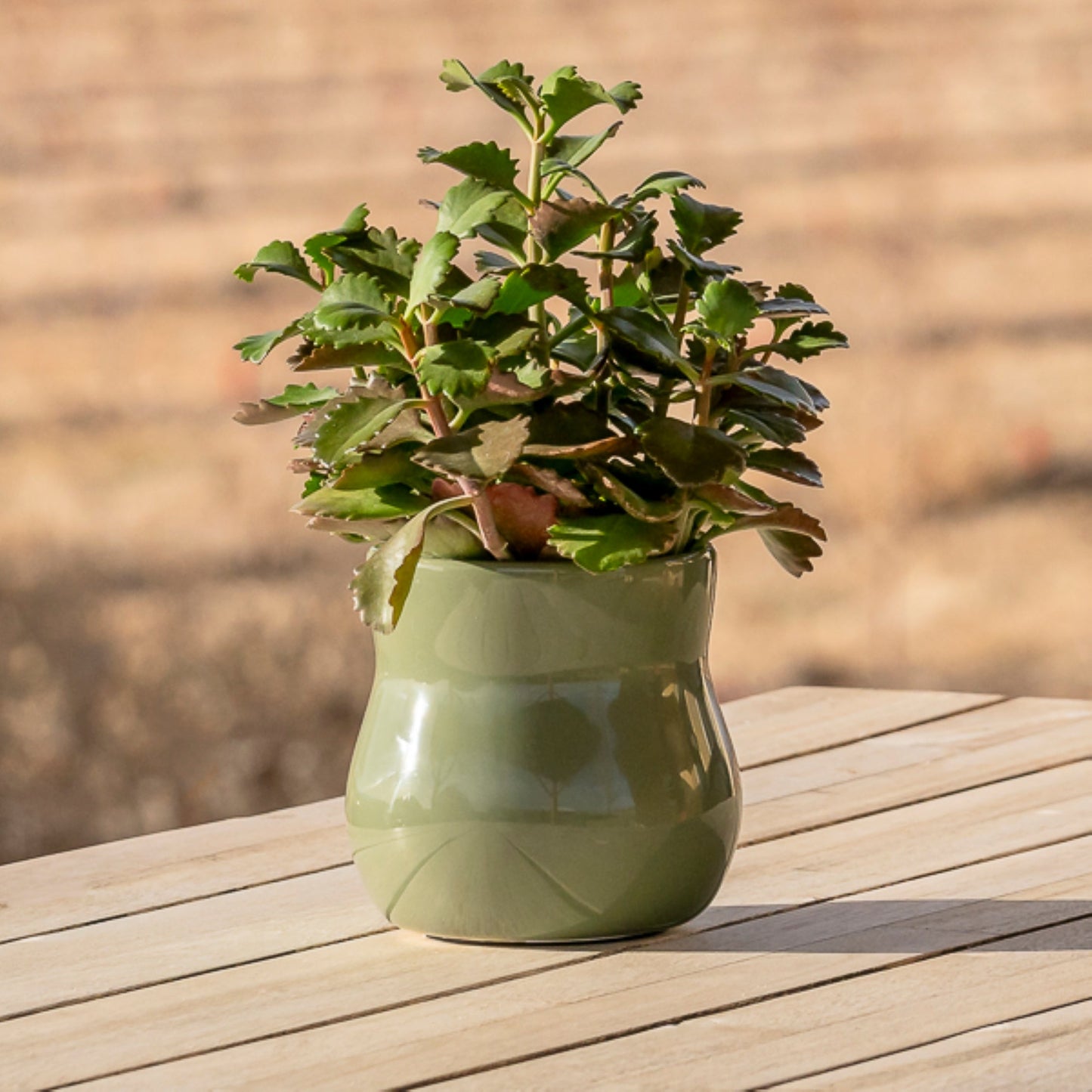 Forest Green ceramic plant pot with rubber liner housing a leafy plant on a wooden table on Tampa Home & Garden Store