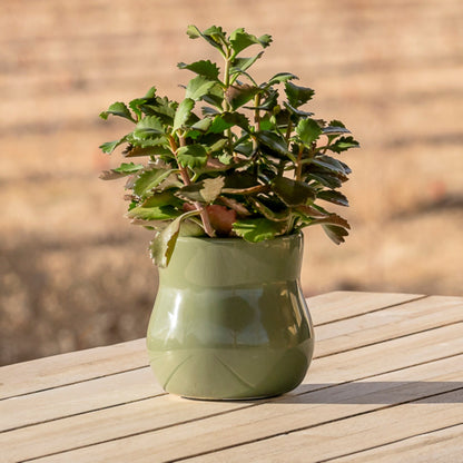 Forest Green ceramic plant pot with rubber liner housing a leafy plant on a wooden table on Tampa Home & Garden Store